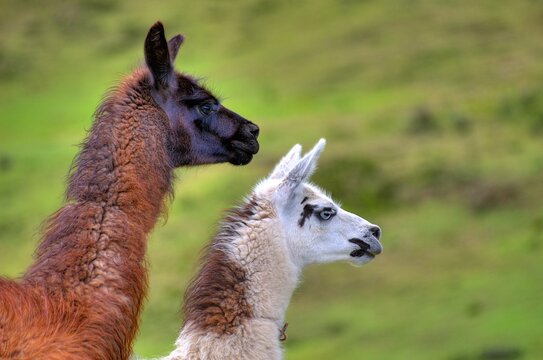 Llamas
