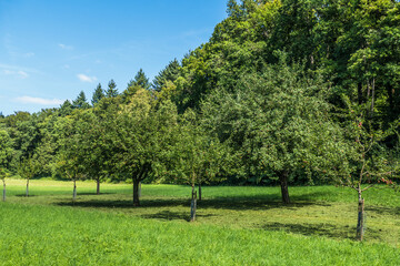 Baumgrundst&uuml;ck mit Apfelbaum
