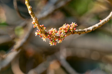 The flowering of Spondia purpurea fruits, also known as jocote, Siriguela or Ciruela (plum) and Purple mombin. The fruit blooming on the tree typical of Central and South America.