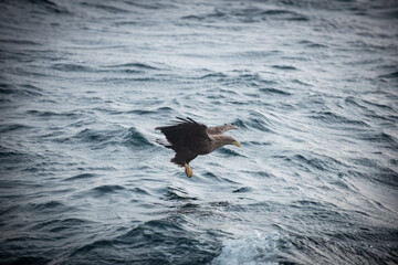 Golden eagle majestic predator raptor nature freedom flying sea winter snow