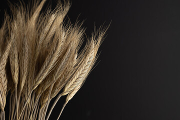 wheat ears on black