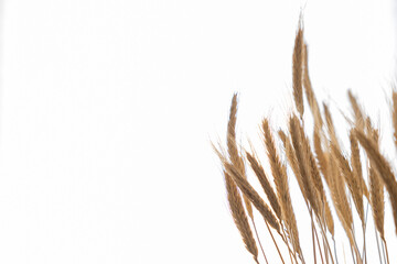 Fototapeta premium backlit wheat ears isolated on white background