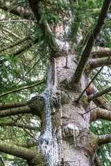Baumharz am Nadelbaum