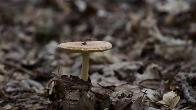 Tawny Grisette Mushroom Fungi in Woodland