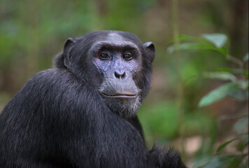 Wild chimpanzee ape portrait in rainforest