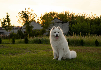 samojed