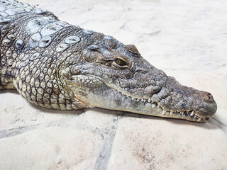 Alligator or crocodile caiman head profile close-up