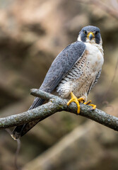 Peregrine Falcon