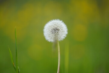 White dandelion in spring closeup