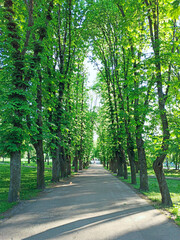 beautiful park with nice promenade path and big green trees