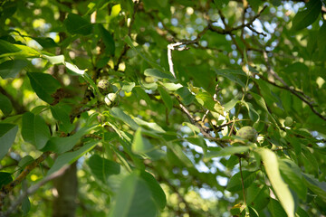 On a branch of a tree with leaves grows green walnuts