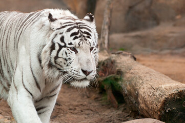 White tiger