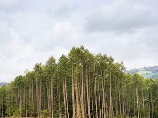 rangée de sapin dans le massif forestier du morvan
