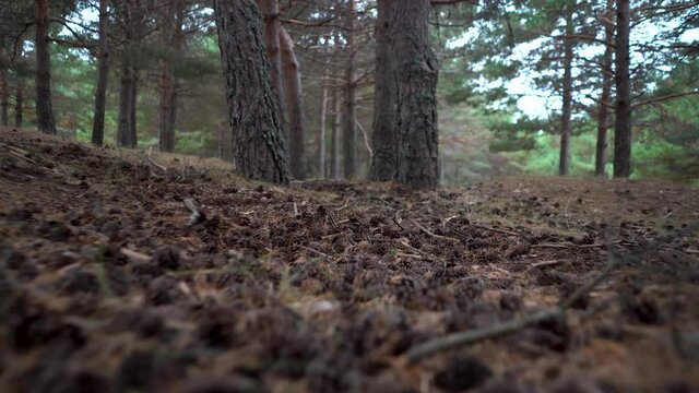 Walk among pine trees with fallen pine cones on the floor of the Mediterranean forest.