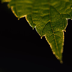 close up of leaf, green leaf on dark background