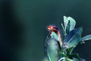 
A small caterpillar crawls out of a thicket of grass ..