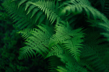 Perfect natural pattern green fern plants background.