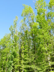 The sight of a green forest gives the soul peace and strength Der Anblick eines grünen Waldes gibt der Seele Ruhe und Kraft
