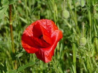 Bright red poppy in the sun Leuchtend roter Mohn