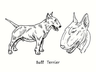 Bull Terrier collection standing side view and head. Ink black and white doodle drawing in woodcut style.