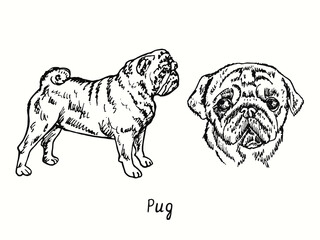 Pug collection standing side view and head. Ink black and white doodle drawing in woodcut style.
