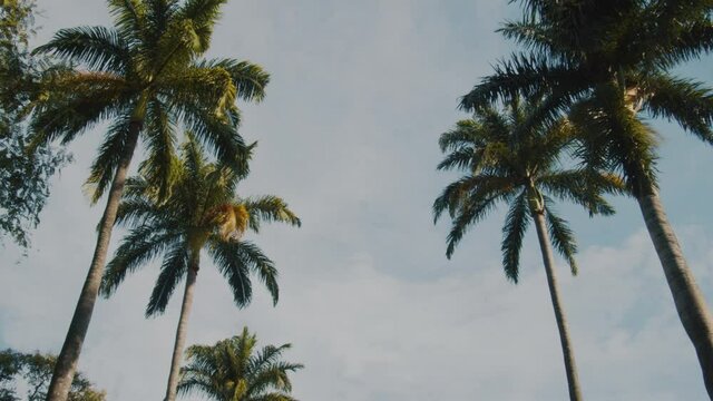 Palmeiras da Pra&ccedil;a da Liberdade - Belo Horizonte