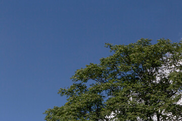 top of tree against blue sky and cloud