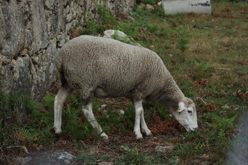 Obraz na płótnie Canvas A sheep, face only, chewing, looking at camera, isolated, against meadow background