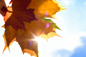 Bright autumn maple leaves. Three multi-colored leaves are superimposed on each other. Juicy colors of autumn. The sun's rays make their way through the foliage. 