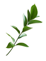 Twig of ruscus with green leaves isolated