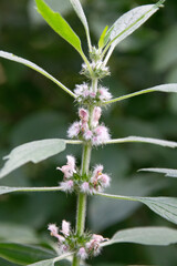 Echter Löwenschwanz (Leonurus), blühend