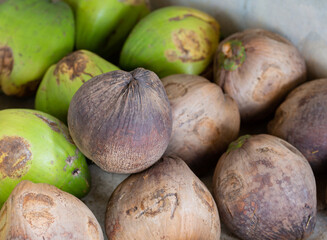 green coconut heap old coconut for pattern and background Close-up of coconut mounds in the local market.