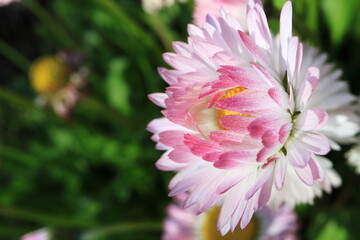 Obraz premium Image of spring flowers. Wild asters.