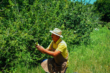 Male farmer wearing hat and apron crouching while examining quince fruit growing on green tree at...