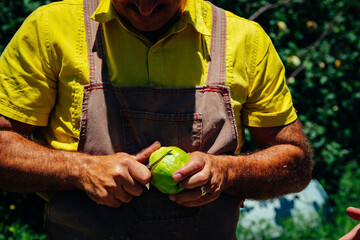 Midsection of mature male farm worker wearing apron cutting fresh ripe quince fruit with knife at orchard on sunny day