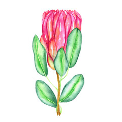 Protea cynaroides (king protea, giant protea, honeypot, king sugar bush) flower pink blossom bud and green leaves, hand painted watercolor illustration