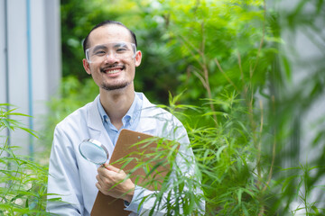 scientist checking on organic cannabis hemp plants in a weed greenhouse. Concept of legalization...