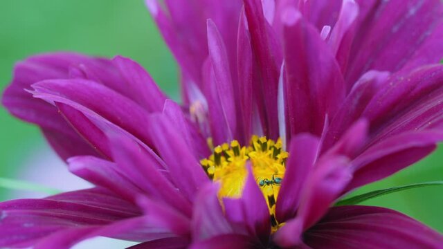 Pink flower cosmos and ant
