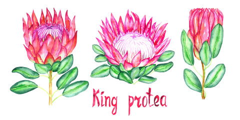 Protea cynaroides collection (king protea, giant protea, honeypot, king sugar bush) flower pink blossom bud and green leaves, hand painted watercolor illustration