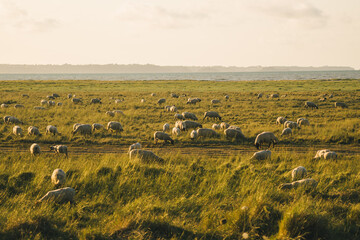 Fototapeta na wymiar Agriculture, farming and livestock in north France Bretagne region. Flock of sheep graze in field on shores atlantic ocean in french of brittany at sunset. Meat, dairy farming, agro-industrial sector