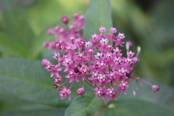 Common Milkweed