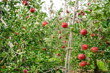 果樹園のりんごの木