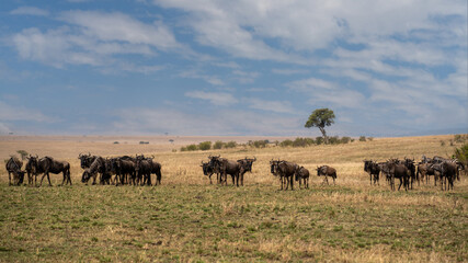 Naklejka na ściany i meble large herds of wildebeests in the African Masai Mara