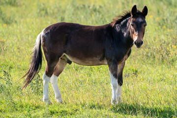 Young Male Horse