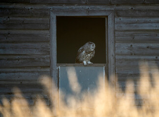 Young Great Horned Owl