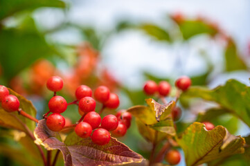 カンボクの赤い実