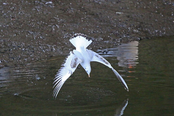 Seagull diving in a river	