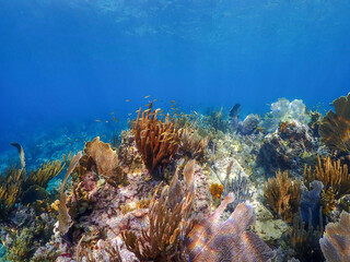 Fototapeta na wymiar Wealthy Reef