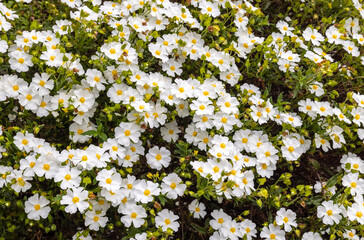 Cistus Salviifolius also sage-leaved rock-rose, salvia cistus or Gallipoli rose, a bushy shrub with inflorescences of round flowers with white petals.