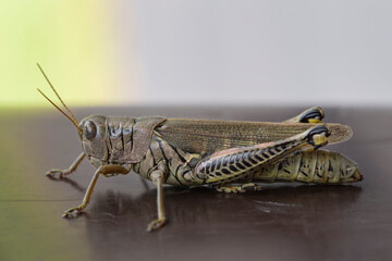 Side view of a short hrorned grasshopper